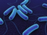 Bacillus subtilis: cientficos argentinos descubren una bacteria relacionada con la longevidad